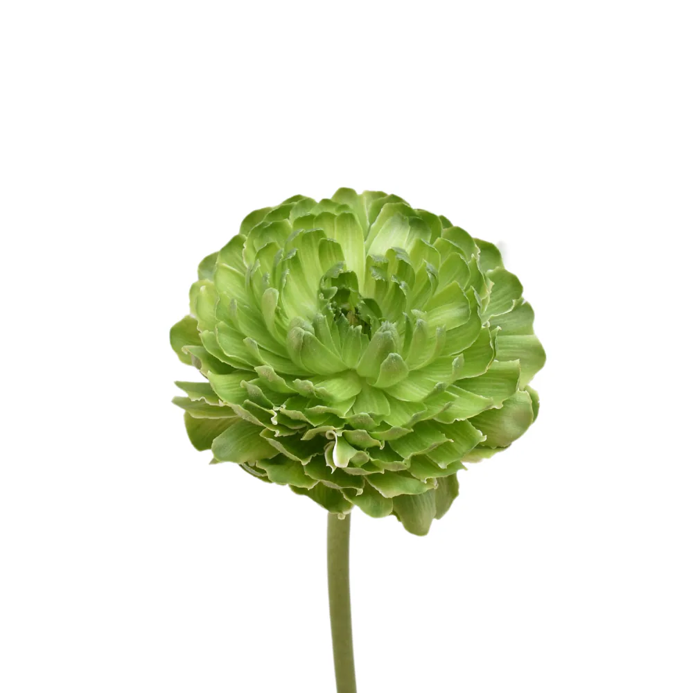 Pon Pon Green
