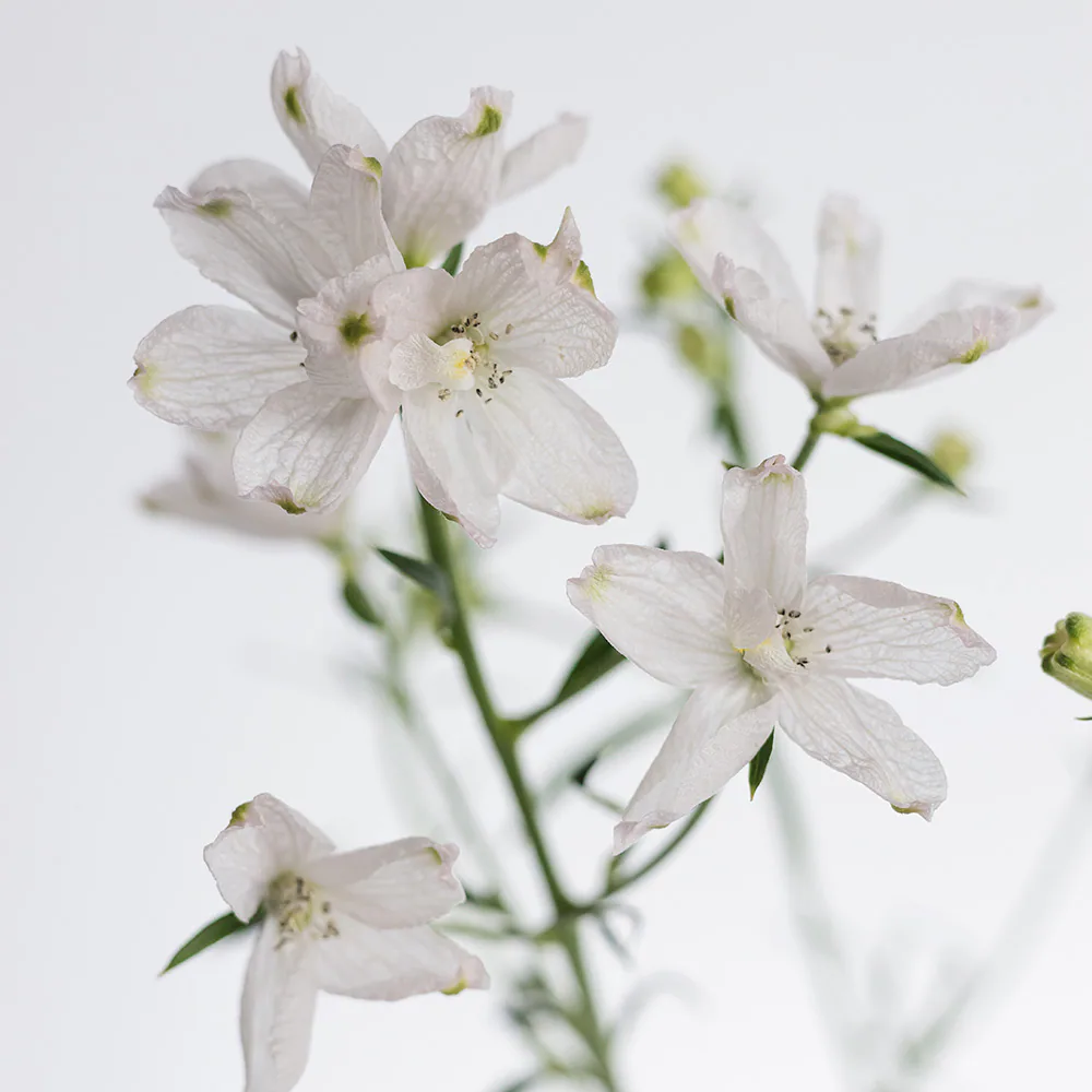 Spray Delphinium Blush