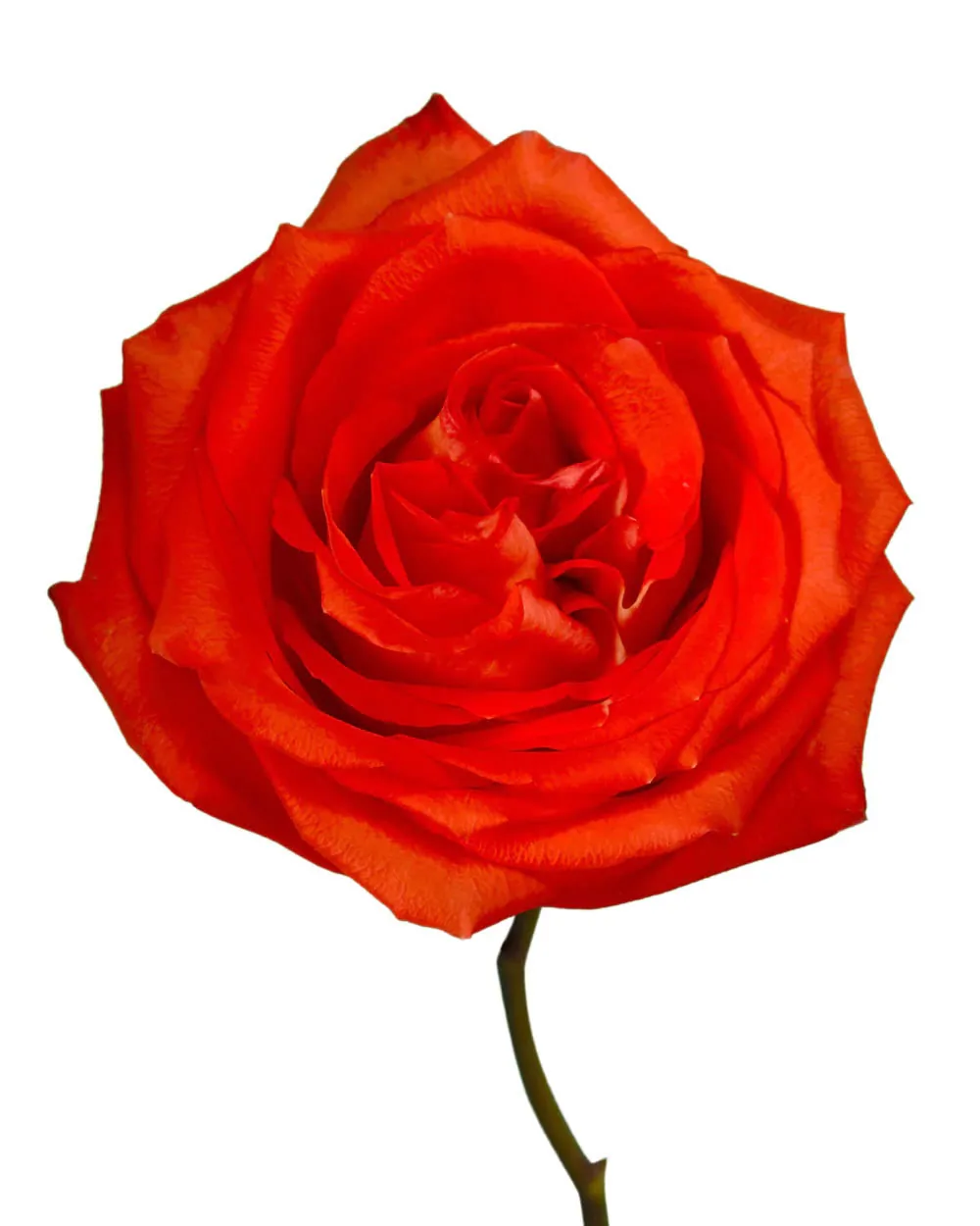 Hornbill — Roses