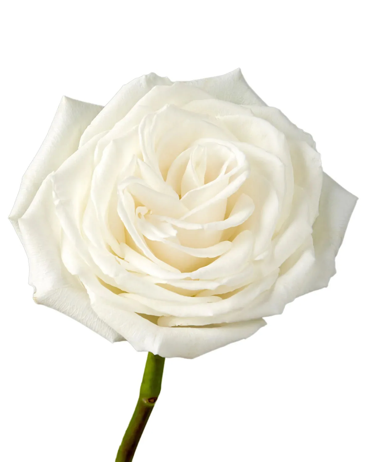 Playa Blanca — Roses