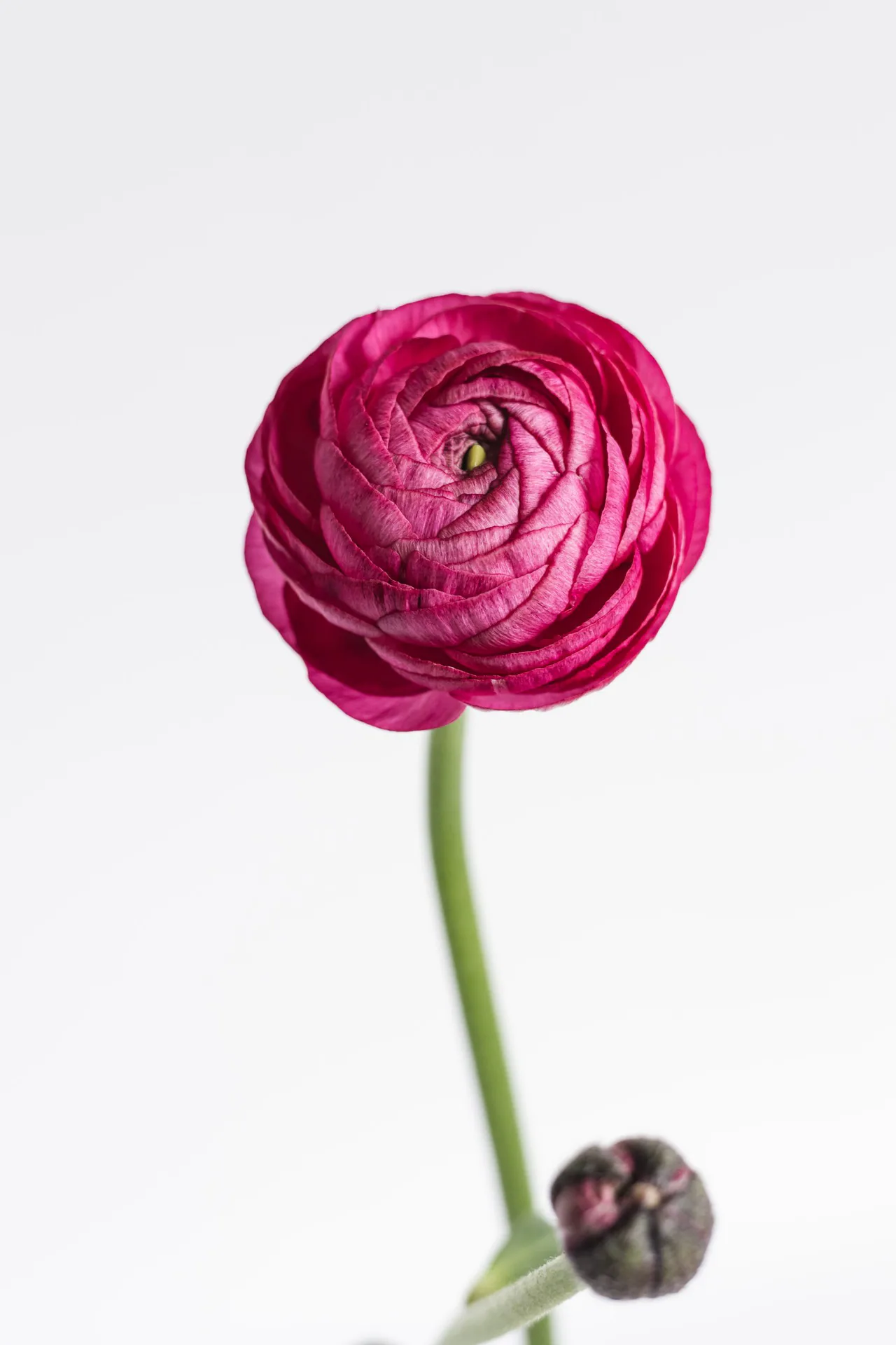 Elegance Hot Pink — Elegance