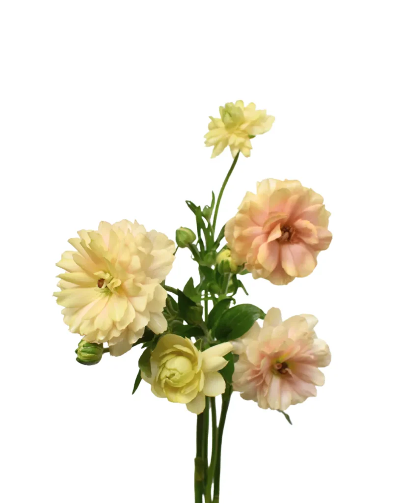 Ranunculus Natura Moderna Aurora