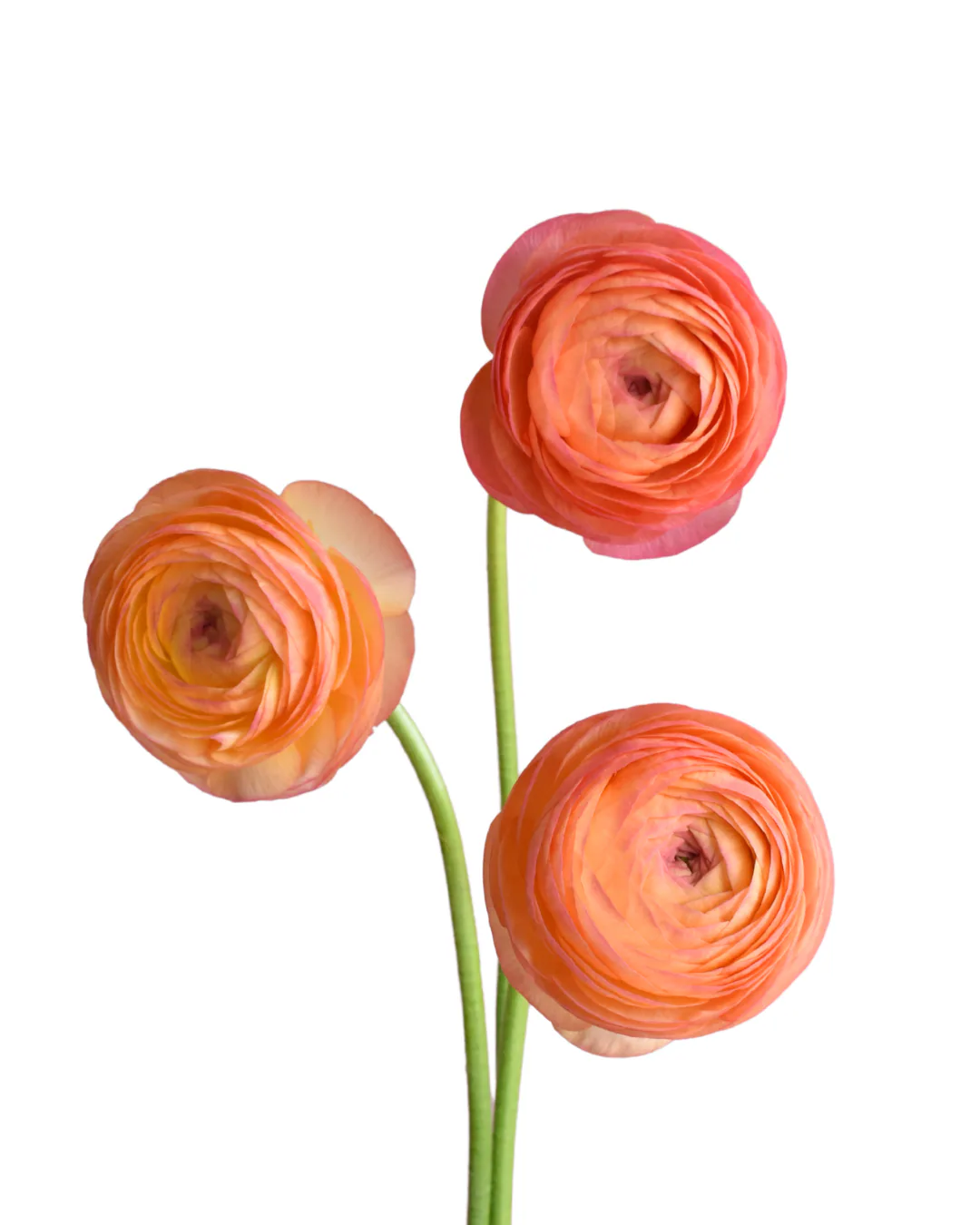 Ranunculus Success Aragosta — Cloni success
