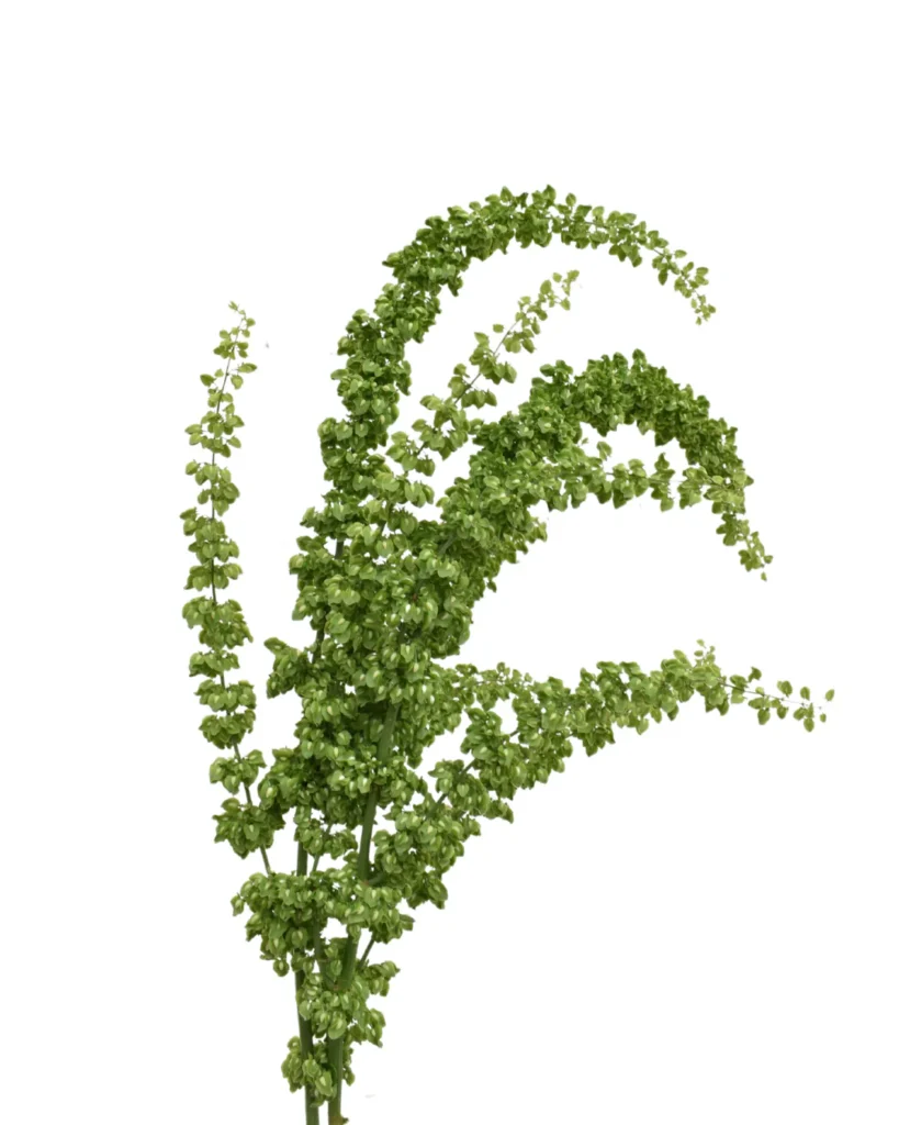Rumex Unicorn