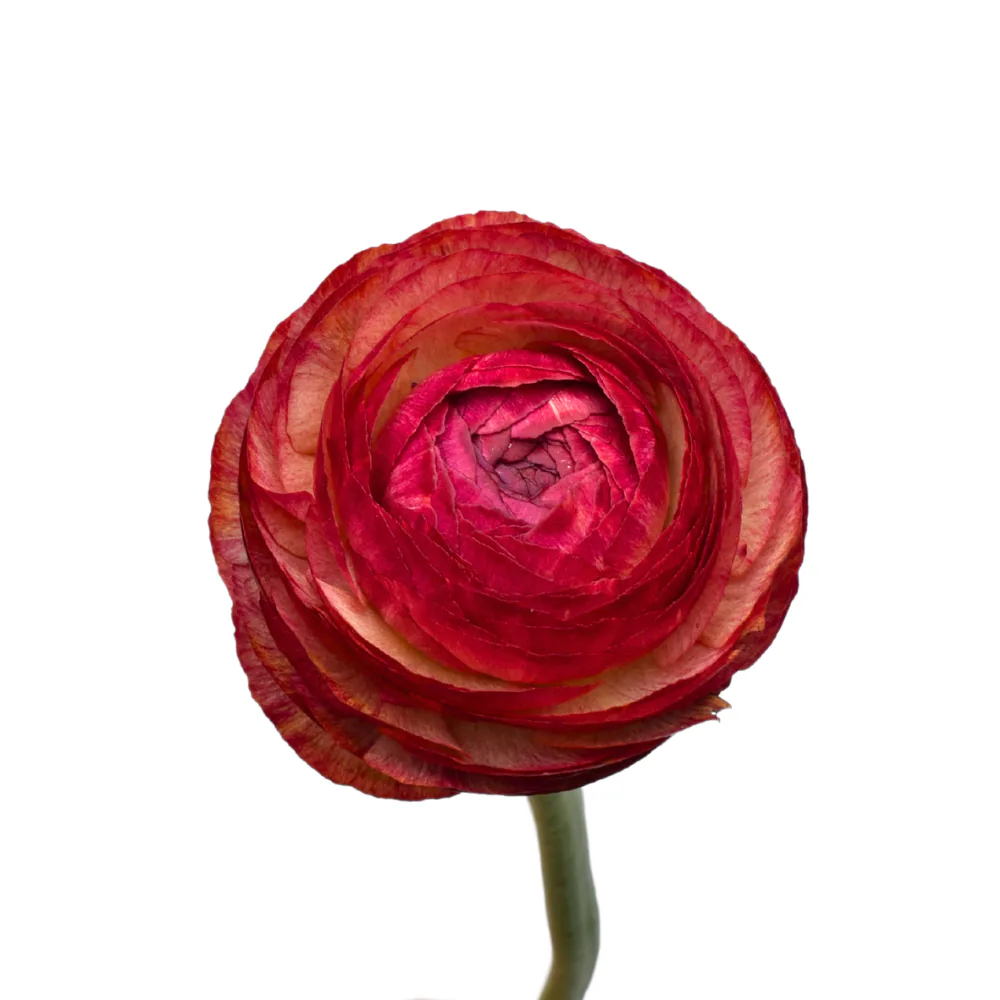 Ranunculus Success Vintage