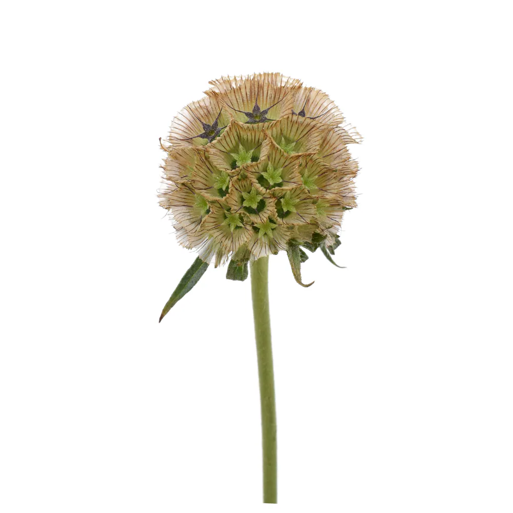 Focal Scoop Stellata