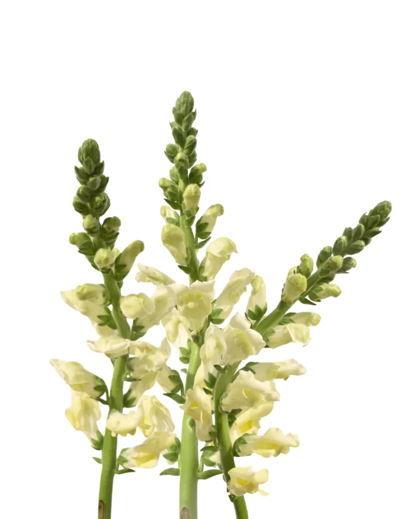 Pk Snapdragon Yellow