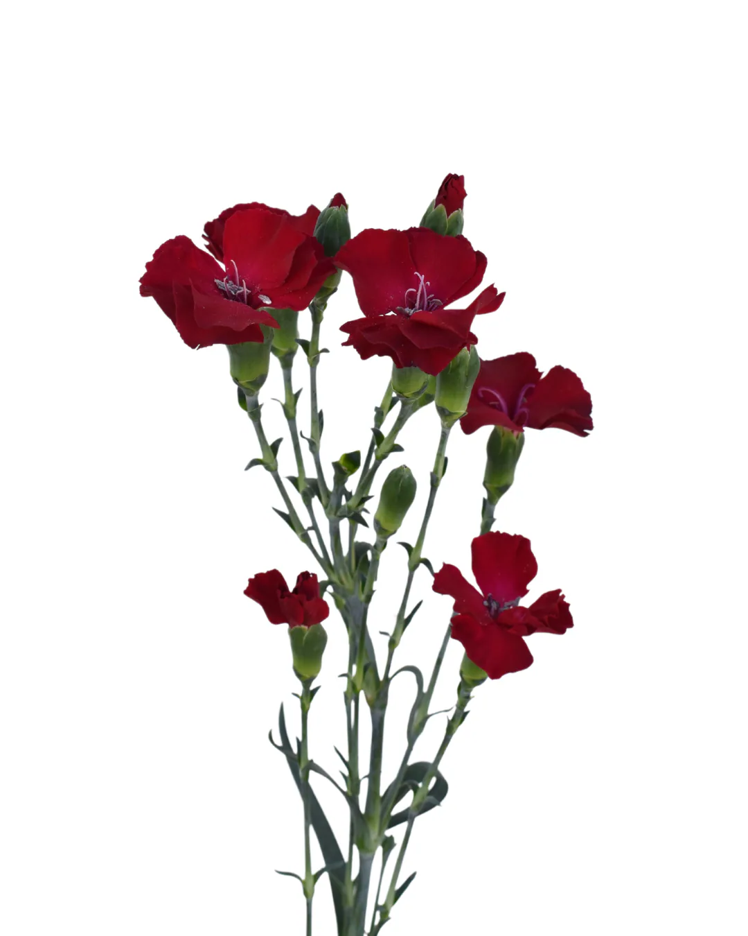 Solomio Eddo — Dianthus