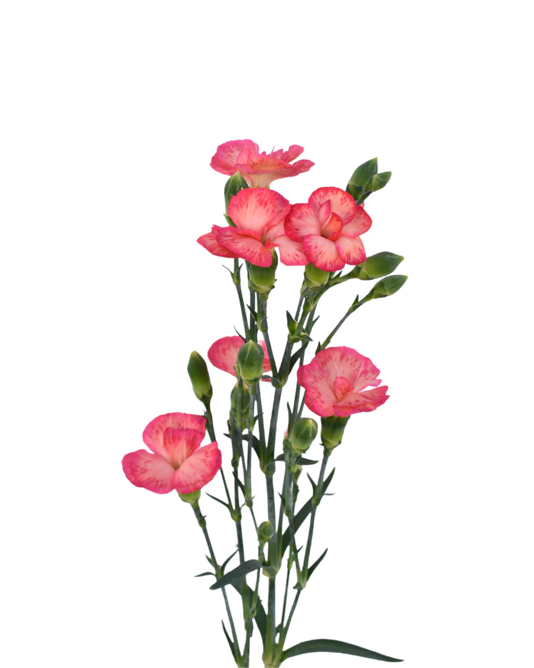 Solomio Fen — Dianthus