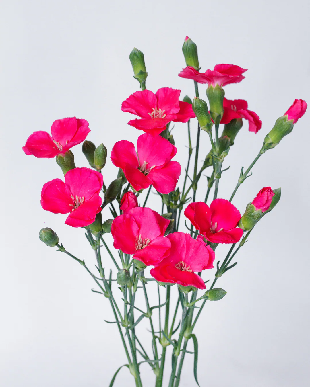 Solomio Imre — Dianthus