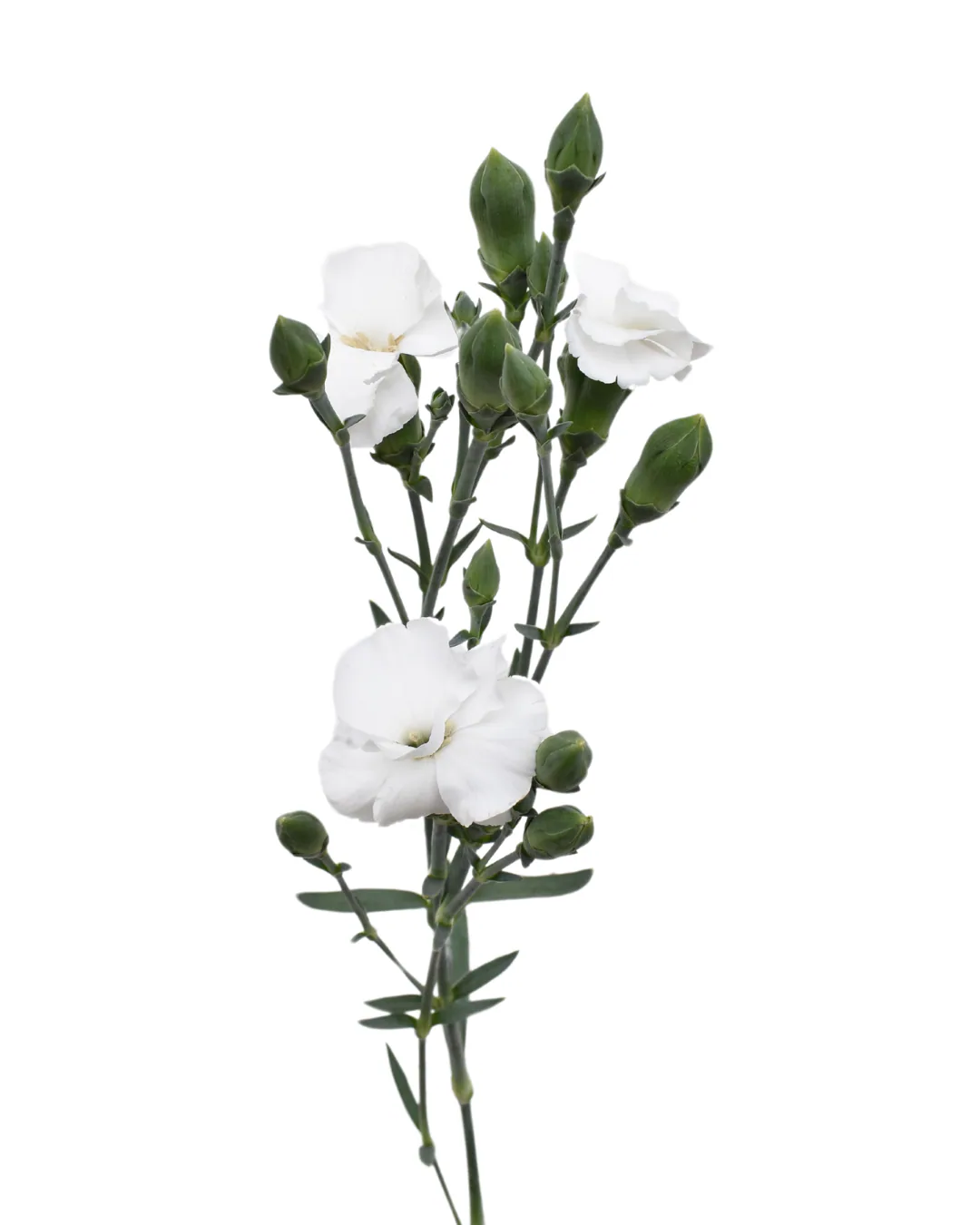 Solomio Lex — Dianthus