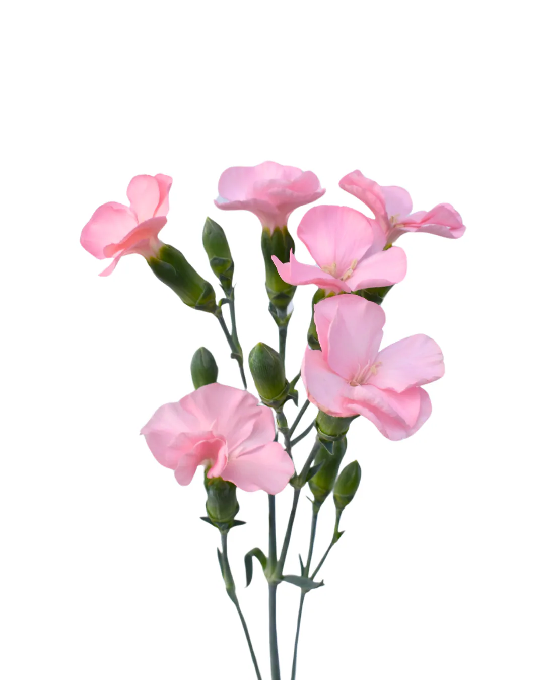 Solomio Rose — Dianthus