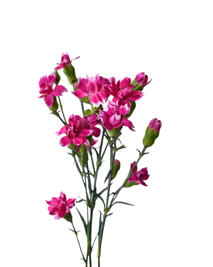 Solomio Star Fruity Tessino