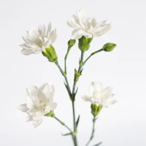 SOLOMIO STAR SNOW TESSINO
