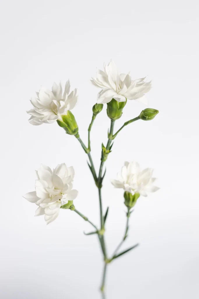 Solomio Star Snow Tessino