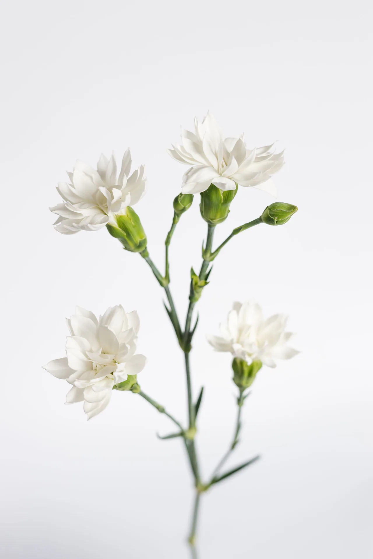 Solomio Star Snow Tessino — Dianthus