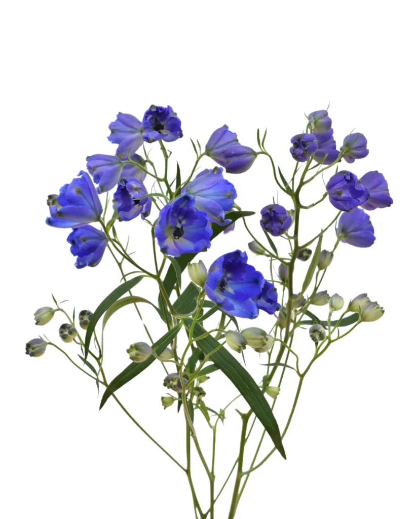 Spray Delphinium Sunshine