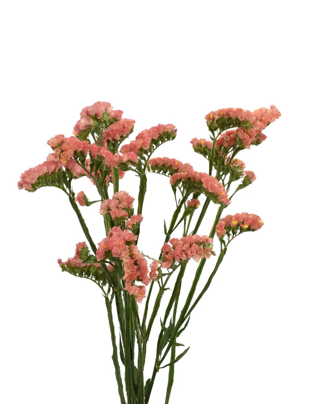 Statice Sinzii Coral — Statice