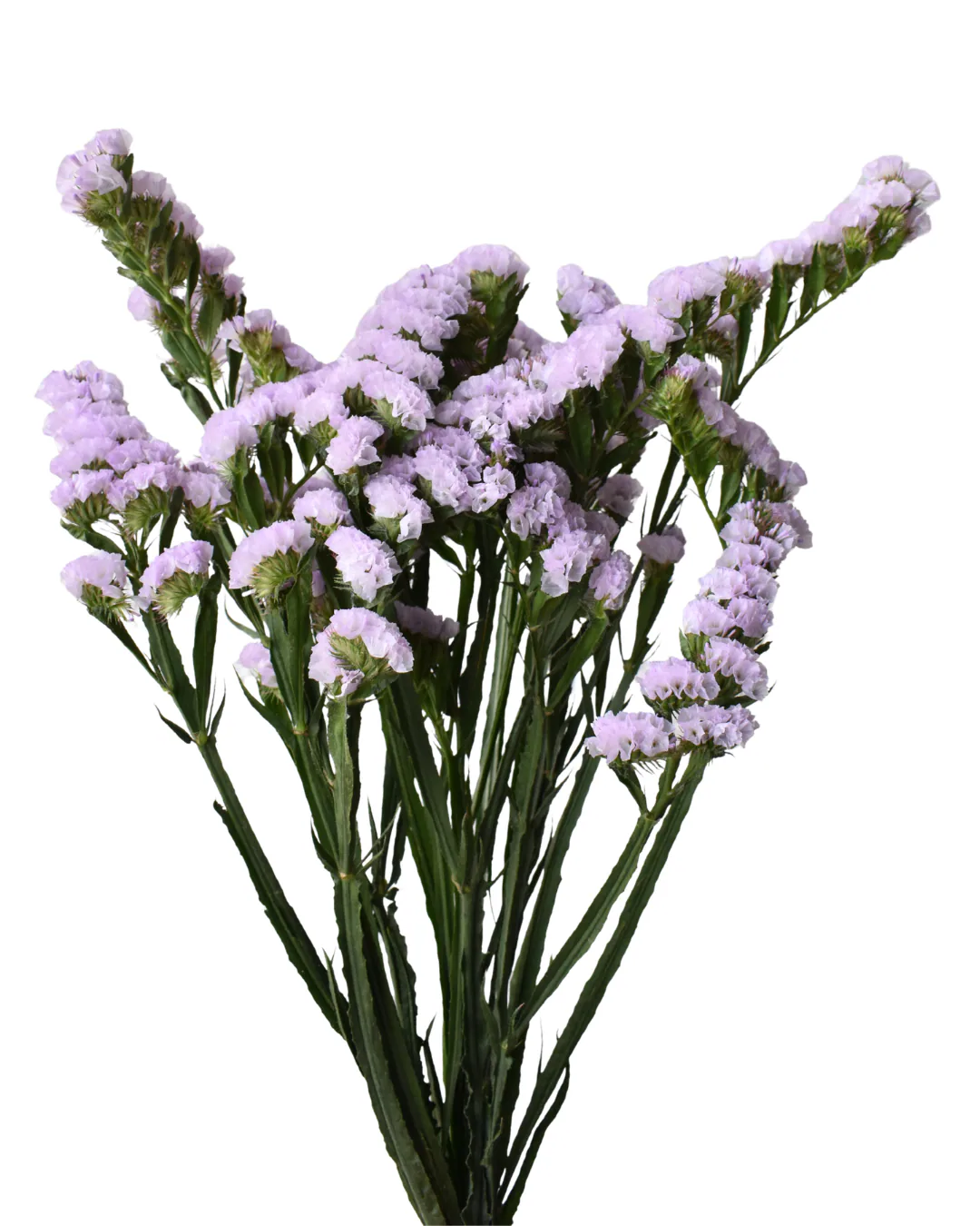Statice Sinzii Lavender — Statice