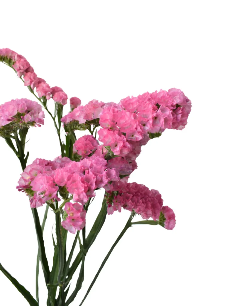 Statice Sinzii Pink