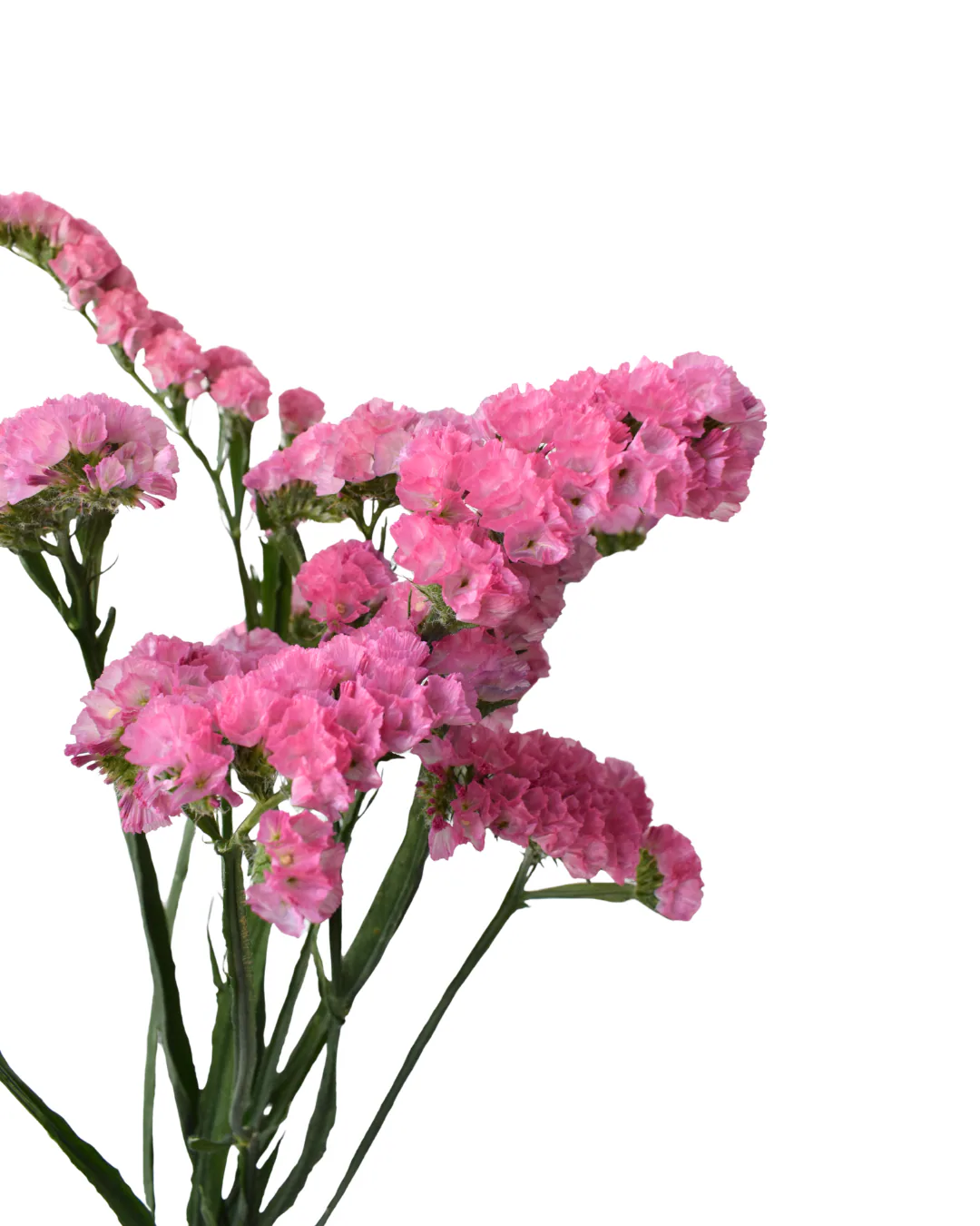 Statice Sinzii Pink — Statice