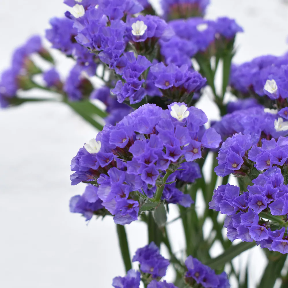 Statice Sinzil Deep Purple
