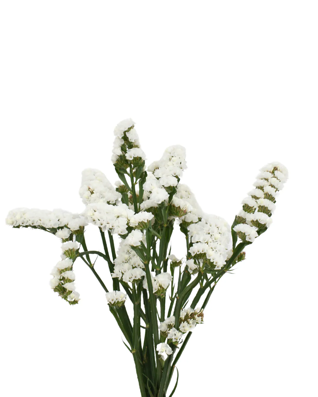 Statice White — Statice
