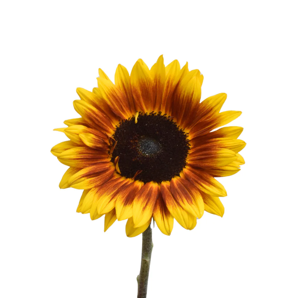 Sunflower Helios Flame