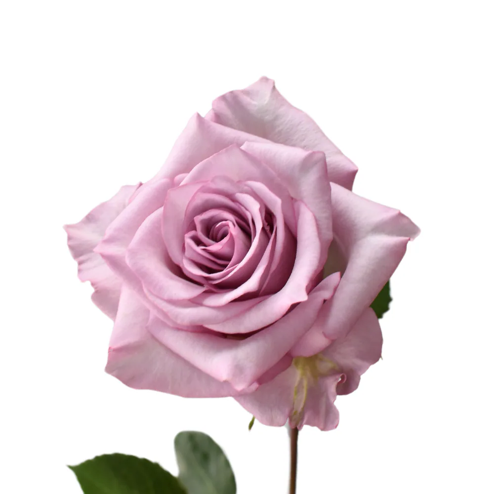 Sweet Amatista