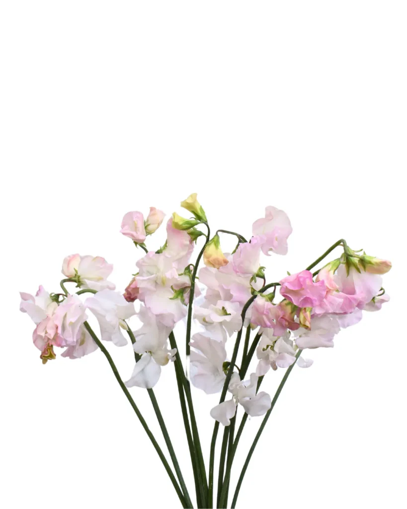 Sweet Pea Blush