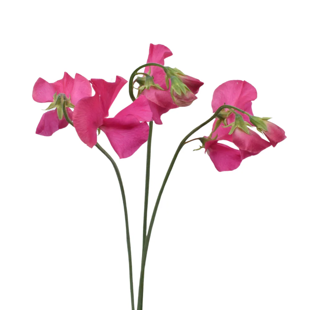 Sweet Pea