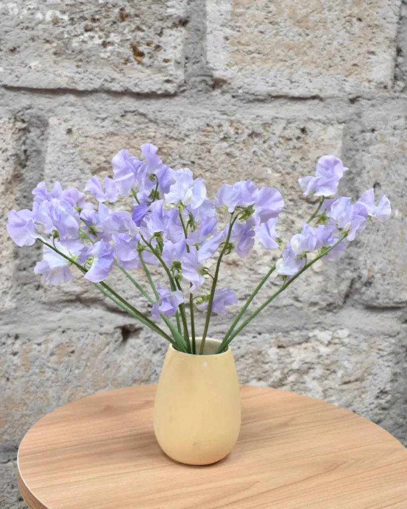 Sweet Pea Lavender