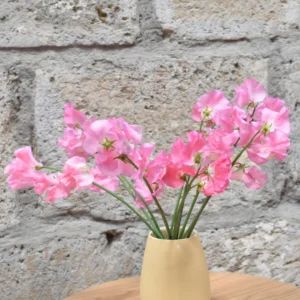 SWEET PEA PINK