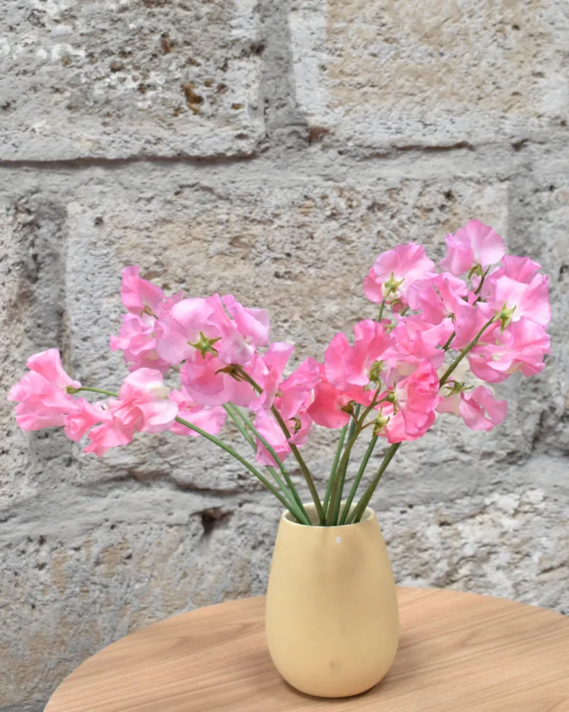 Sweet Pea Pink