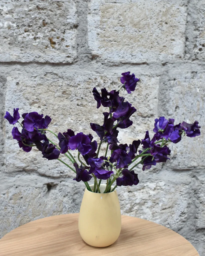 Sweet Pea Purple