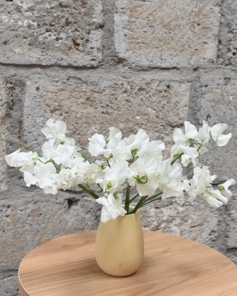Sweet Pea White