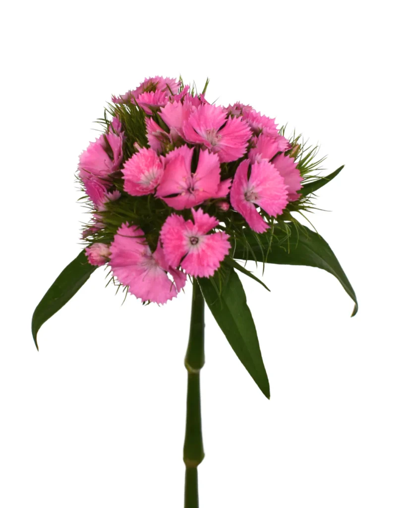 Sweet Williams Pink