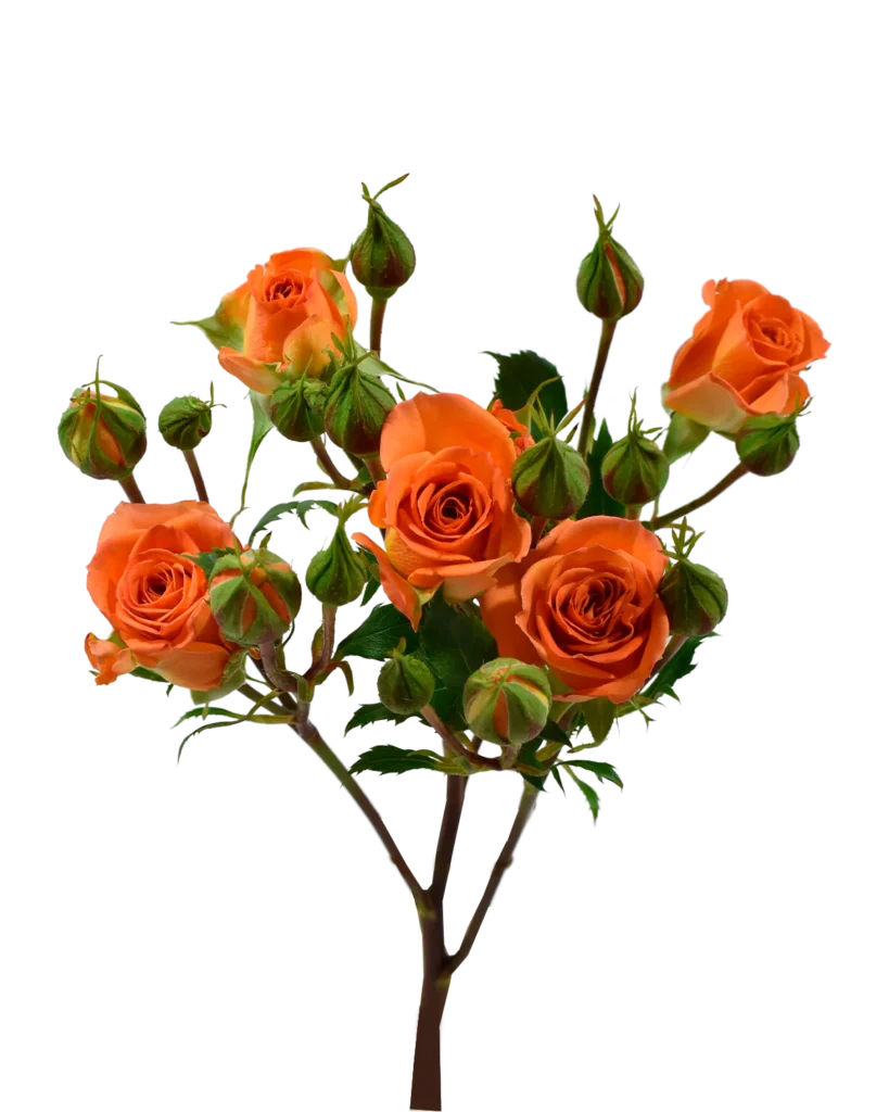 Spray Roses