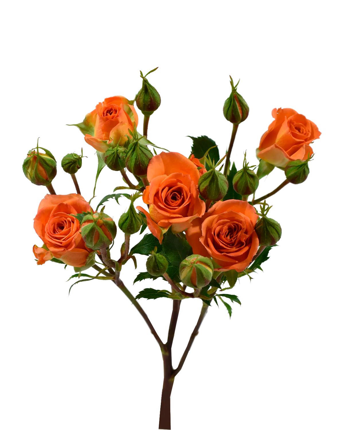 Saona Spray Rose — Spray Roses