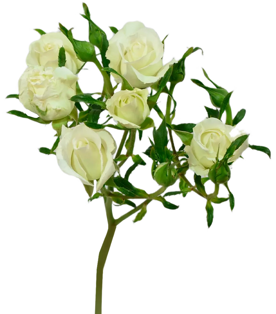 Shinning Star Spray Rose