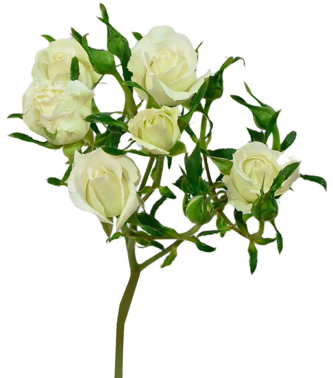 Shinning Star Spray Rose — Spray Roses