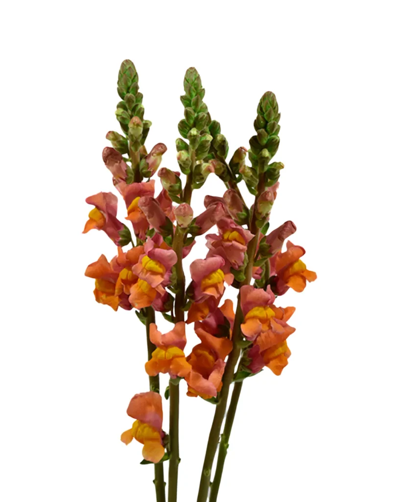 Pk Snapdragon Orange
