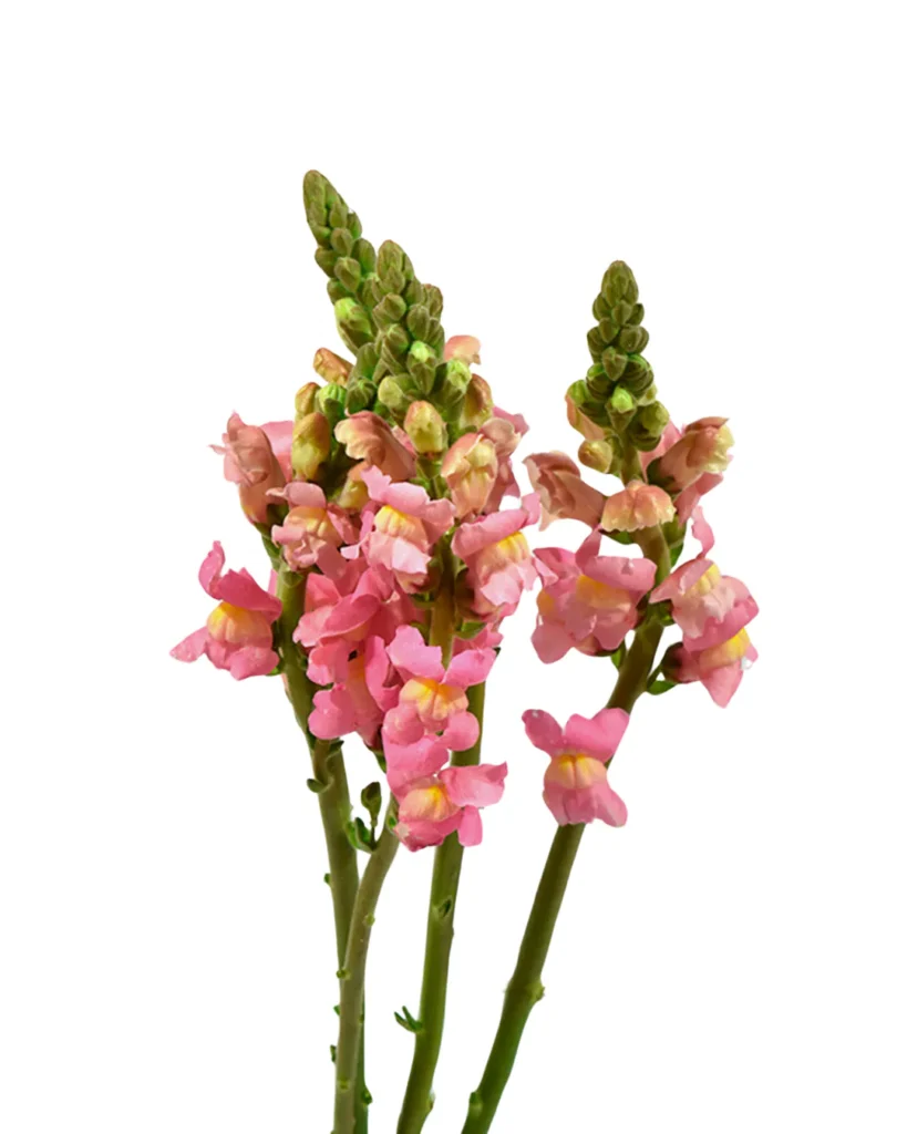 Pk Snapdragon Pink