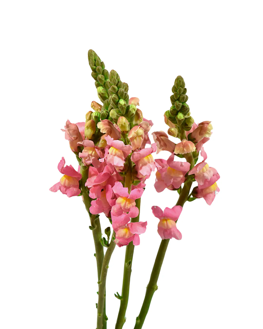 Pk Snapdragon Pink — Snapdragon