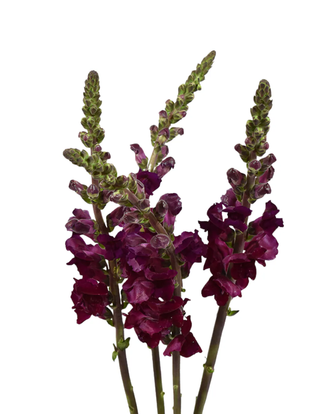 Pk Snapdragon Magenta — Snapdragon