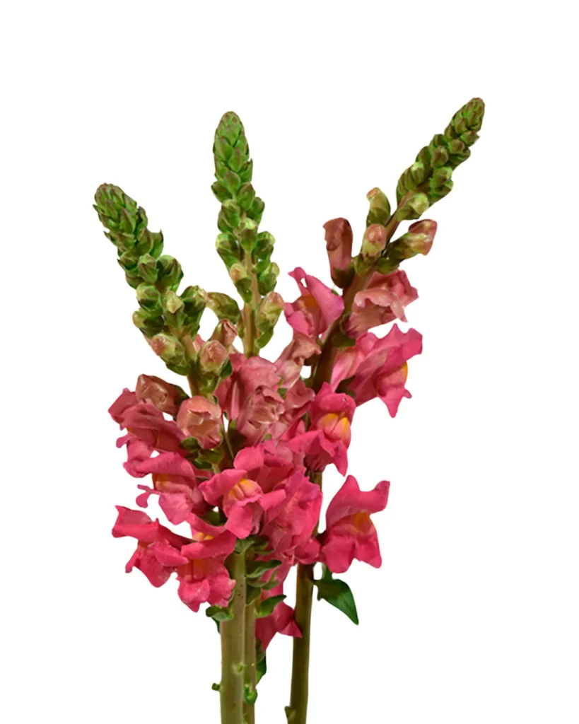Pk Snapdragon Rose