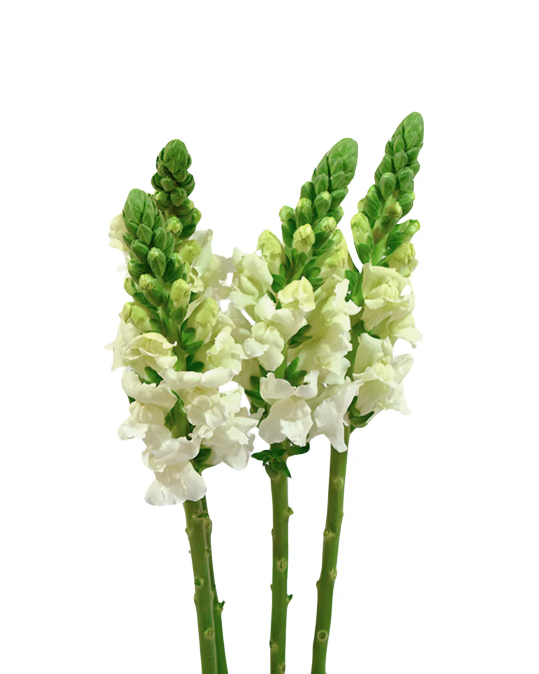 Pk Snapdragon White — Snapdragon