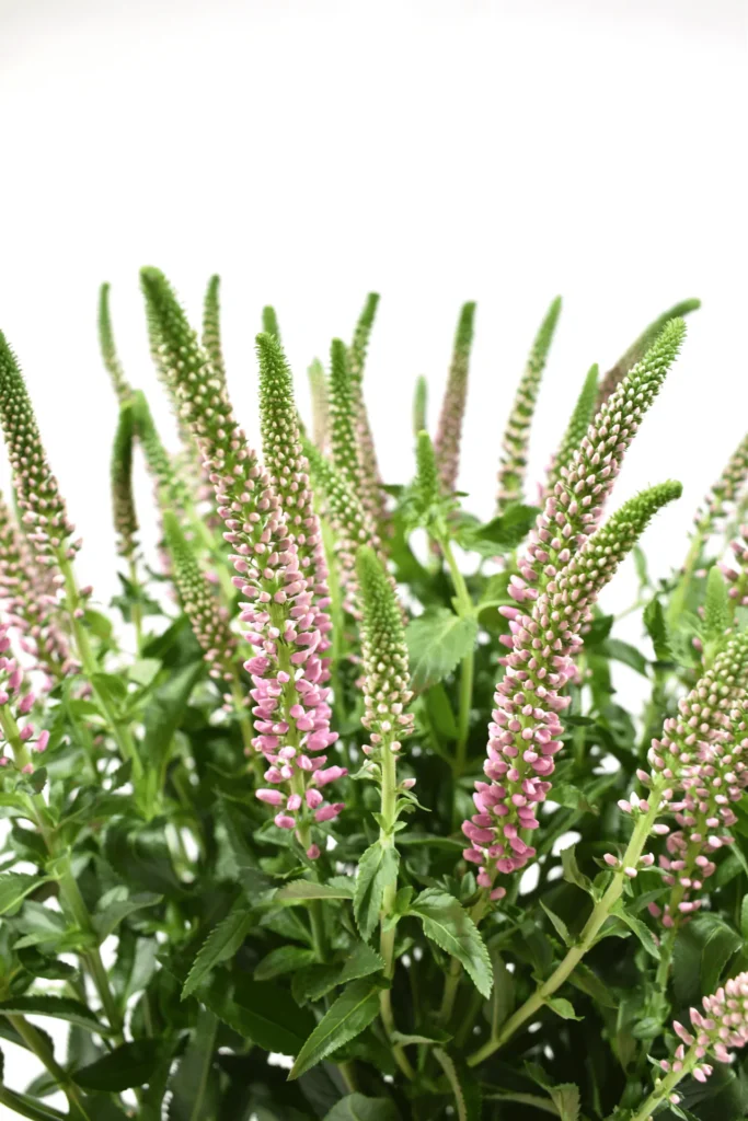 S Spray Veronica Pink