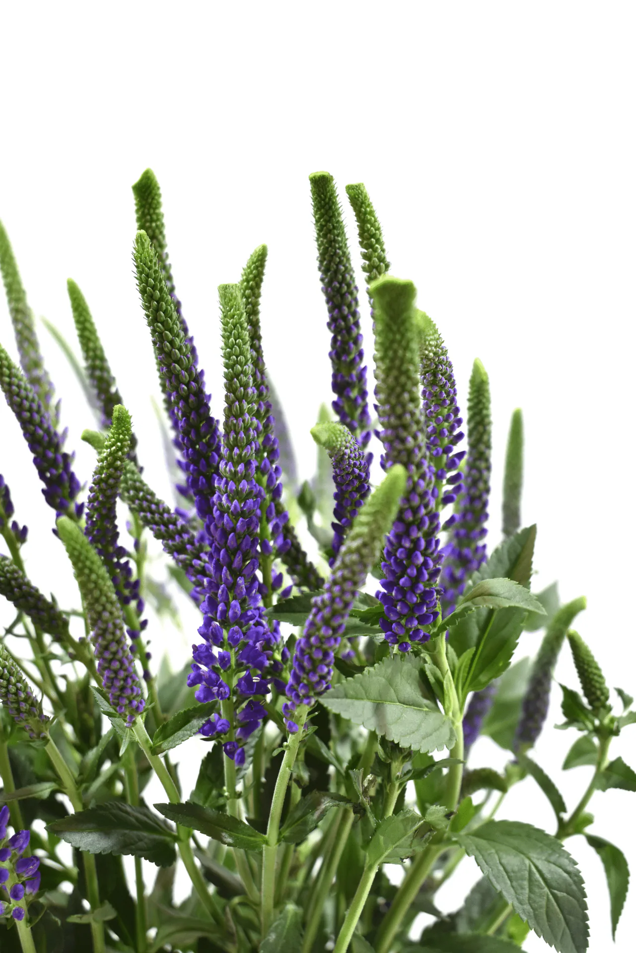 S Spray Veronica Purple — Spray Veronicas