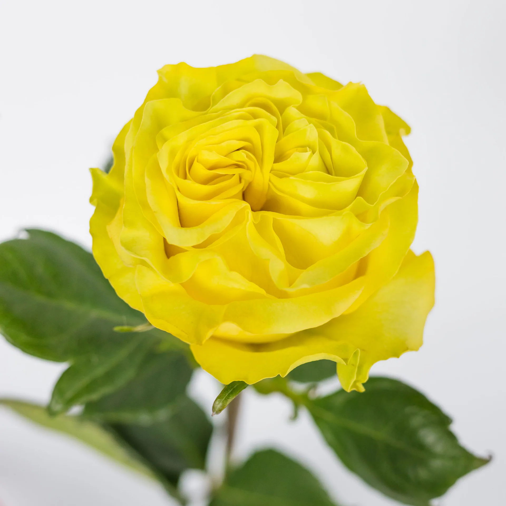 Star Walker — Garden Rose